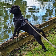 Jack a rejoint le concours — aidez-le/la à gagner de superbes lots ! dog, black_dog, leash, harness, grass, water, pond, outdoor, nature, animal, pet, alert, standing, reflection, wood, riverbank, canine, summer, daytime, greenery