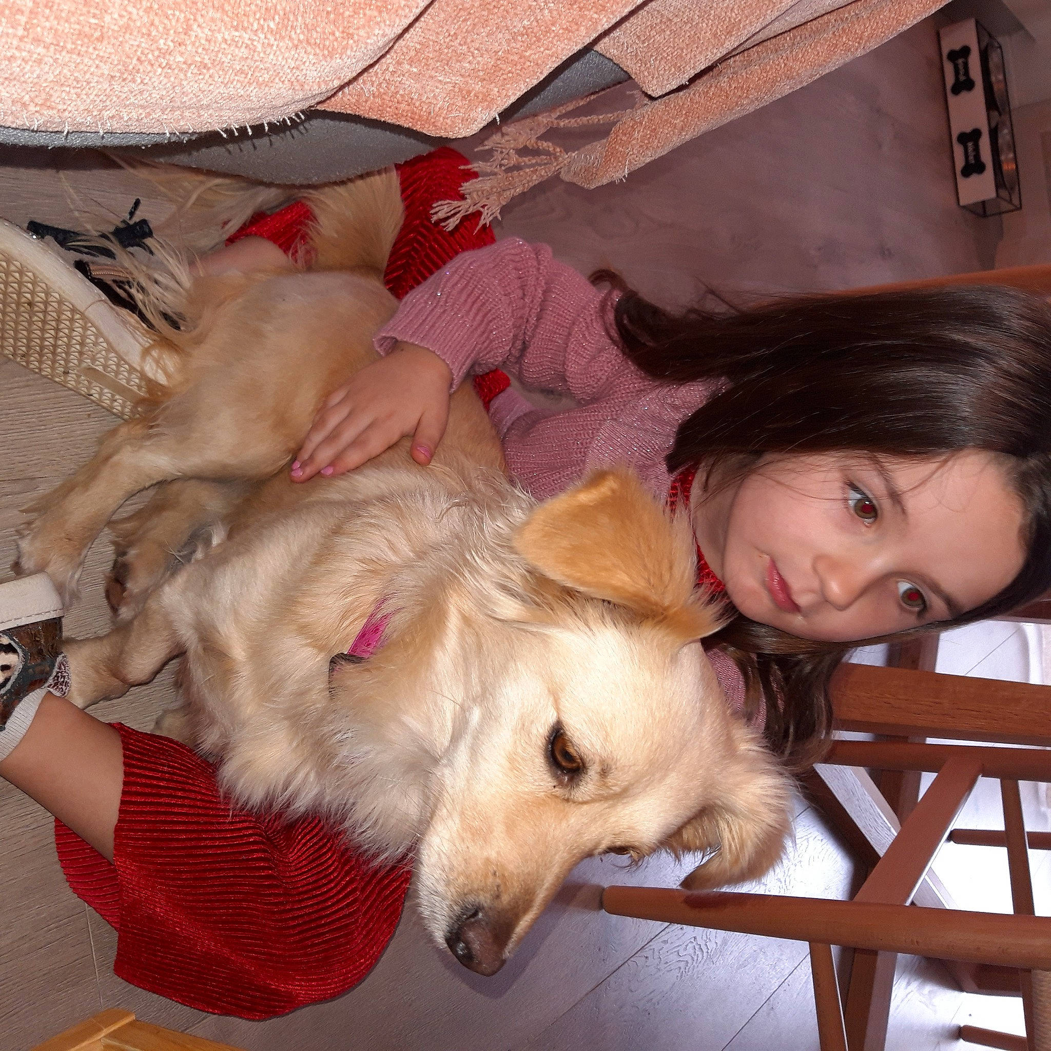 Cosette participe au concours pour gagner de l'argent avec cette photo : canidae, carnivore, companion_dog, dog, dog_breed, dog_supply, fawn, fun, fur, happy, lap, saluki, sighthound, silken_windhound, smile, sporting_group, toy, working_animal