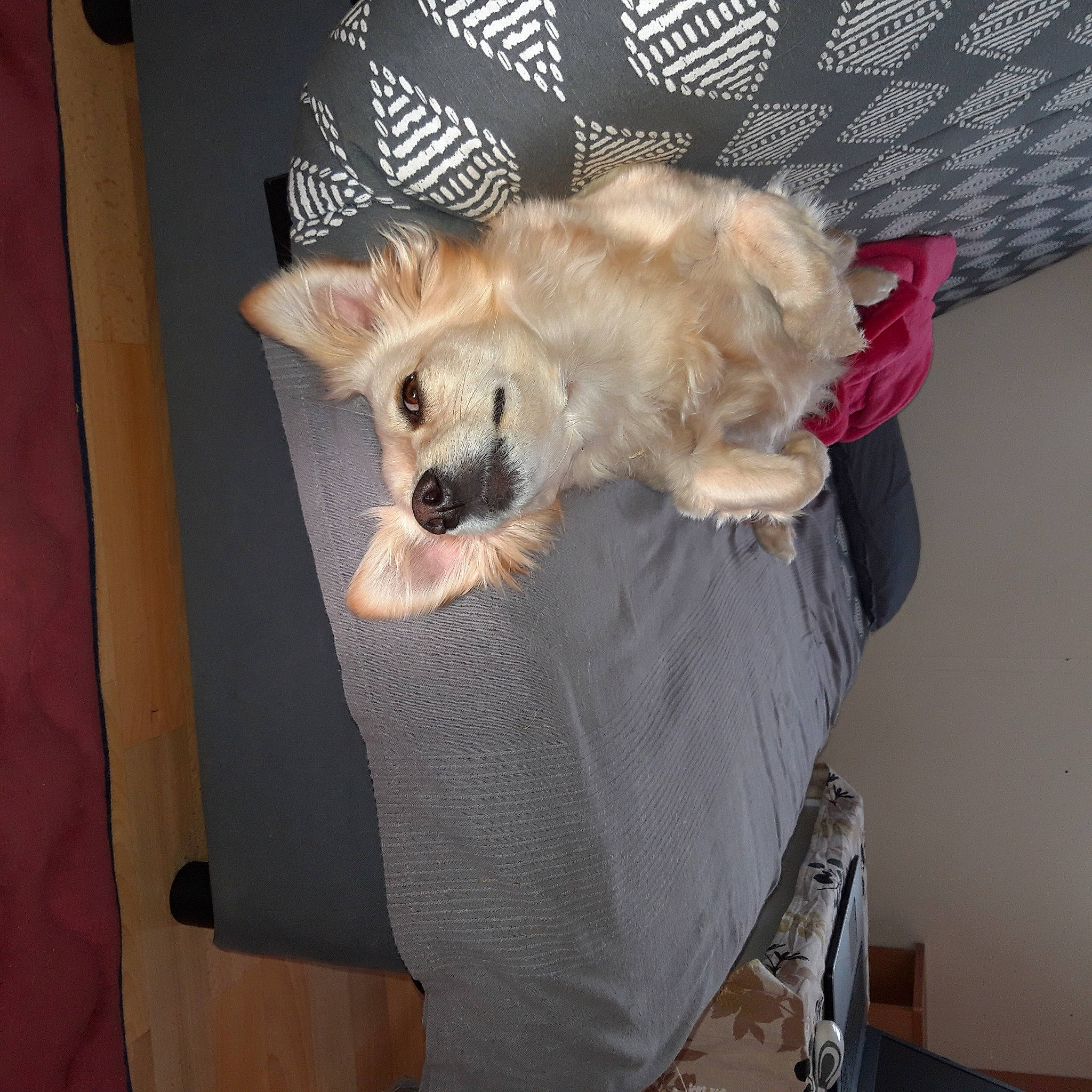 Cosette a rejoint le concours — aidez-le/la à gagner de superbes lots ! ball, carnivore, companion_dog, couch, dog, dog_breed, dog_clothes, dog_supply, fawn, felidae, german_spitz, pet_supply, small_to_medium_sized_cats, spitz, sporting_group, tail, textile, toy_dog, watch, whiskers