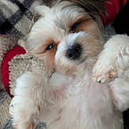 Ozzy joined the competition — help win amazing prizes! dog, puppy, fluffy, sleepy, lying_down, blanket, knit, cozy, white_fur, tan_fur, close_up, pet, cute, relaxed, indoors, animal, soft, fur, small_dog, resting