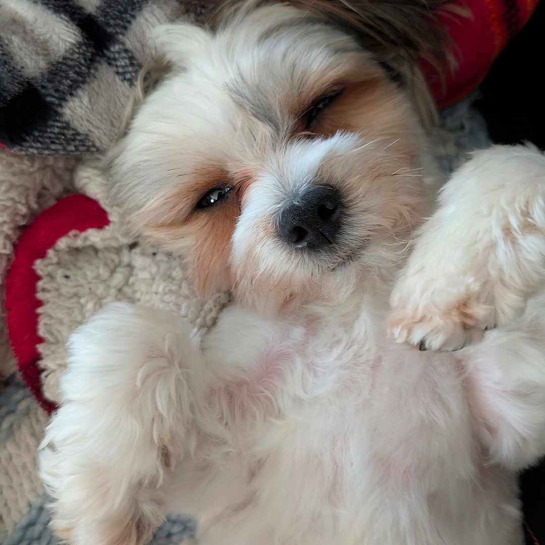 Ozzy joined the competition — help win amazing prizes! animal, blanket, close_up, cozy, cute, dog, fluffy, fur, indoors, knit, lying_down, pet, puppy, relaxed, resting, sleepy, small_dog, soft, tan_fur, white_fur