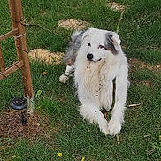 Oliver participe au concours pour gagner de l'argent avec cette photo : dog, grass, stick, outdoor, pet, animal, fur, garden, greenery, relaxed, canine, nature, playful, white, gray, lawn, summer, resting, side_view, daytime