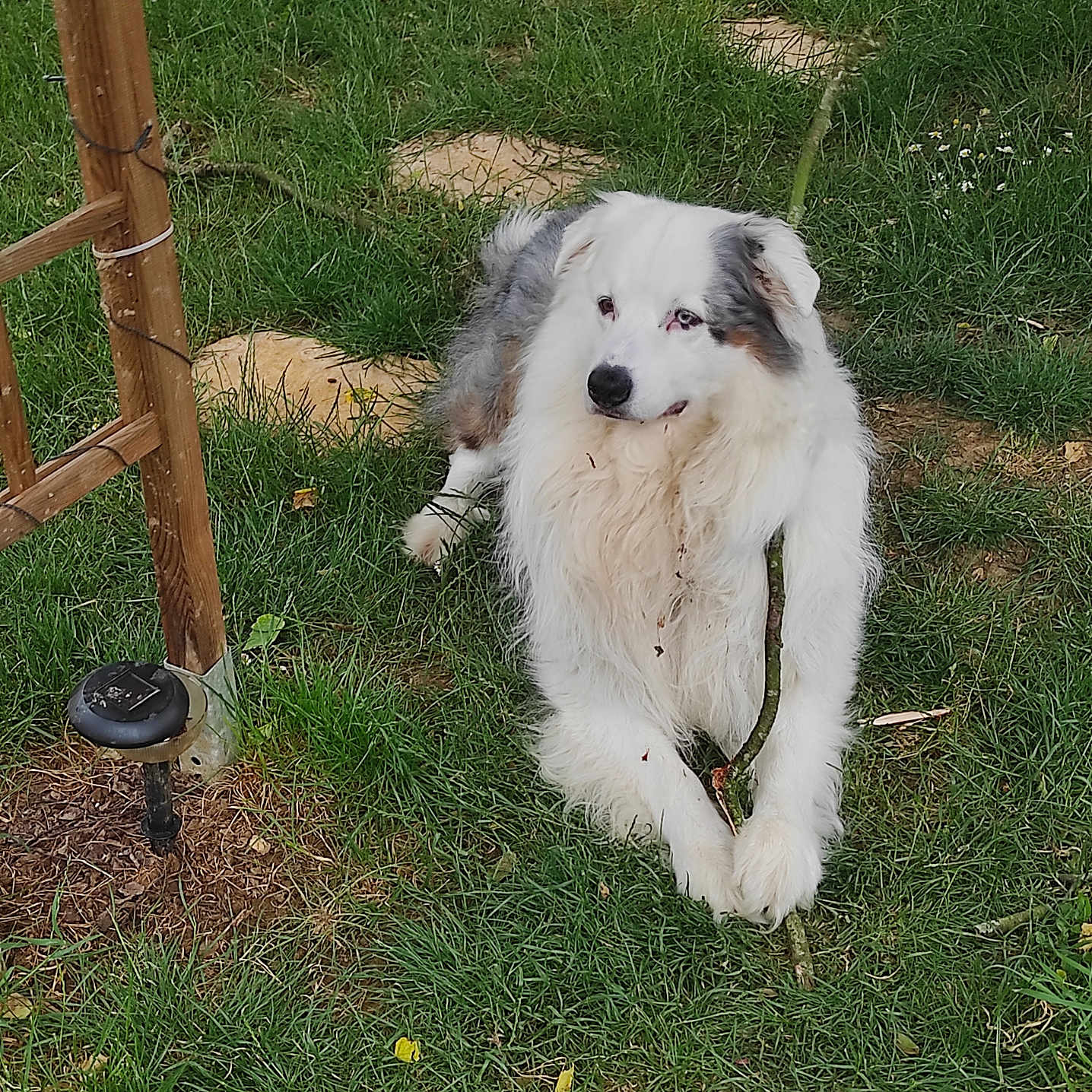 Oliver participe au concours pour gagner de l'argent avec cette photo : animal, canine, daytime, dog, fur, garden, grass, gray, greenery, lawn, nature, outdoor, pet, playful, relaxed, resting, side_view, stick, summer, white