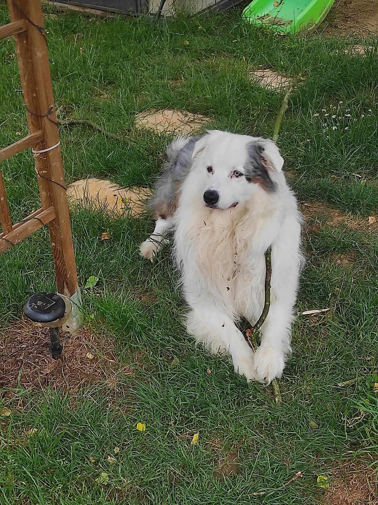 Oliver participe au concours pour gagner de l'argent avec cette photo : dog, grass, stick, outdoor, pet, animal, fur, garden, greenery, relaxed, canine, nature, playful, white, gray, lawn, summer, resting, side_view, daytime