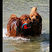 Moose And Mowglie is registered to the contest to win money with this photo: dog, golden_retriever, water, wet, playful, fetch_toy, splashing, outdoor, nature, animal, pet, happy, active, summer, canine, two_dogs, fun, lake, swimming, playtime