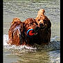 active, animal, canine, dog, fetch_toy, fun, golden_retriever, happy, lake, nature, outdoor, pet, playful, playtime, splashing, summer, swimming, two_dogs, water, wet