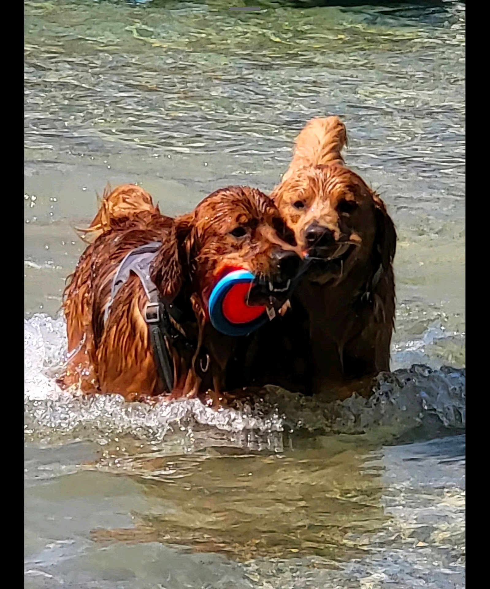 Moose And Mowglie