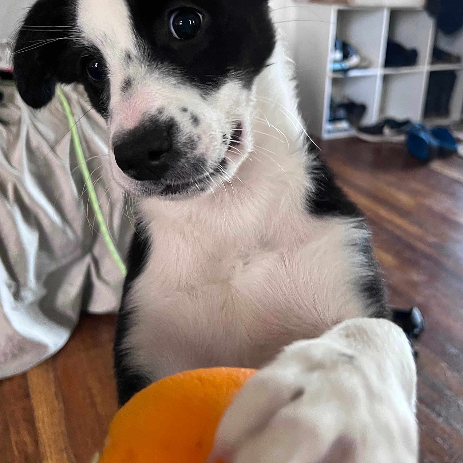 Nala joined the competition — help win amazing prizes! animal, canine, citrusfruit, cream, dessert, dog, food, fruit, hardwood, hound, husky, icing, indoors, interiordesign, pet, plant, produce, puppy, snout, wood