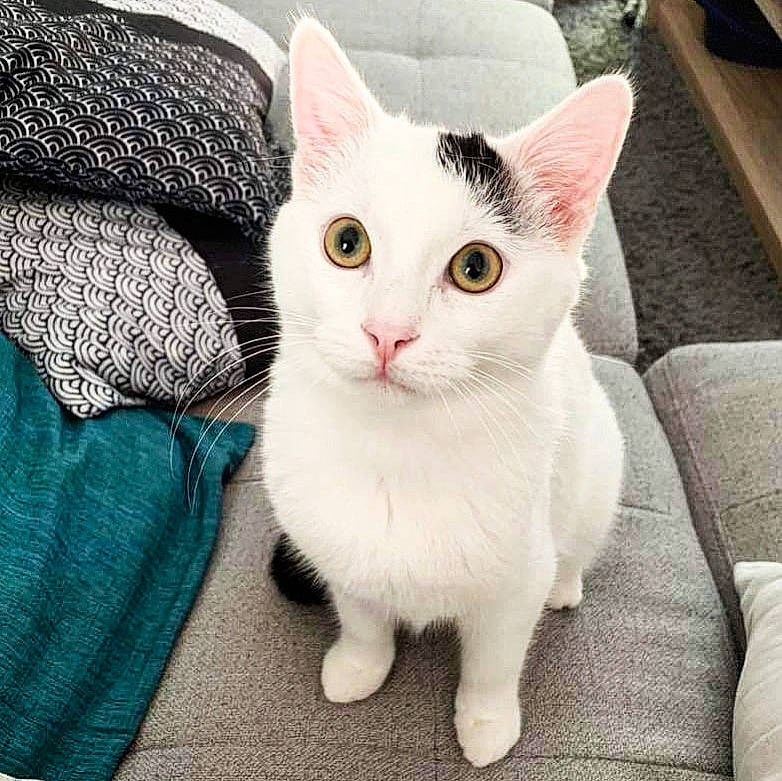 Gora a rejoint le concours — aidez-le/la à gagner de superbes lots ! aegean_cat, american_wirehair, asian, carnivore, cat, domestic_short_haired_cat, ear, european_shorthair, eye, felidae, khao_manee, kitten, mammal, polydactyl_cat, small_to_medium_sized_cats, turkish_angora, turkish_van, vertebrate, whiskers