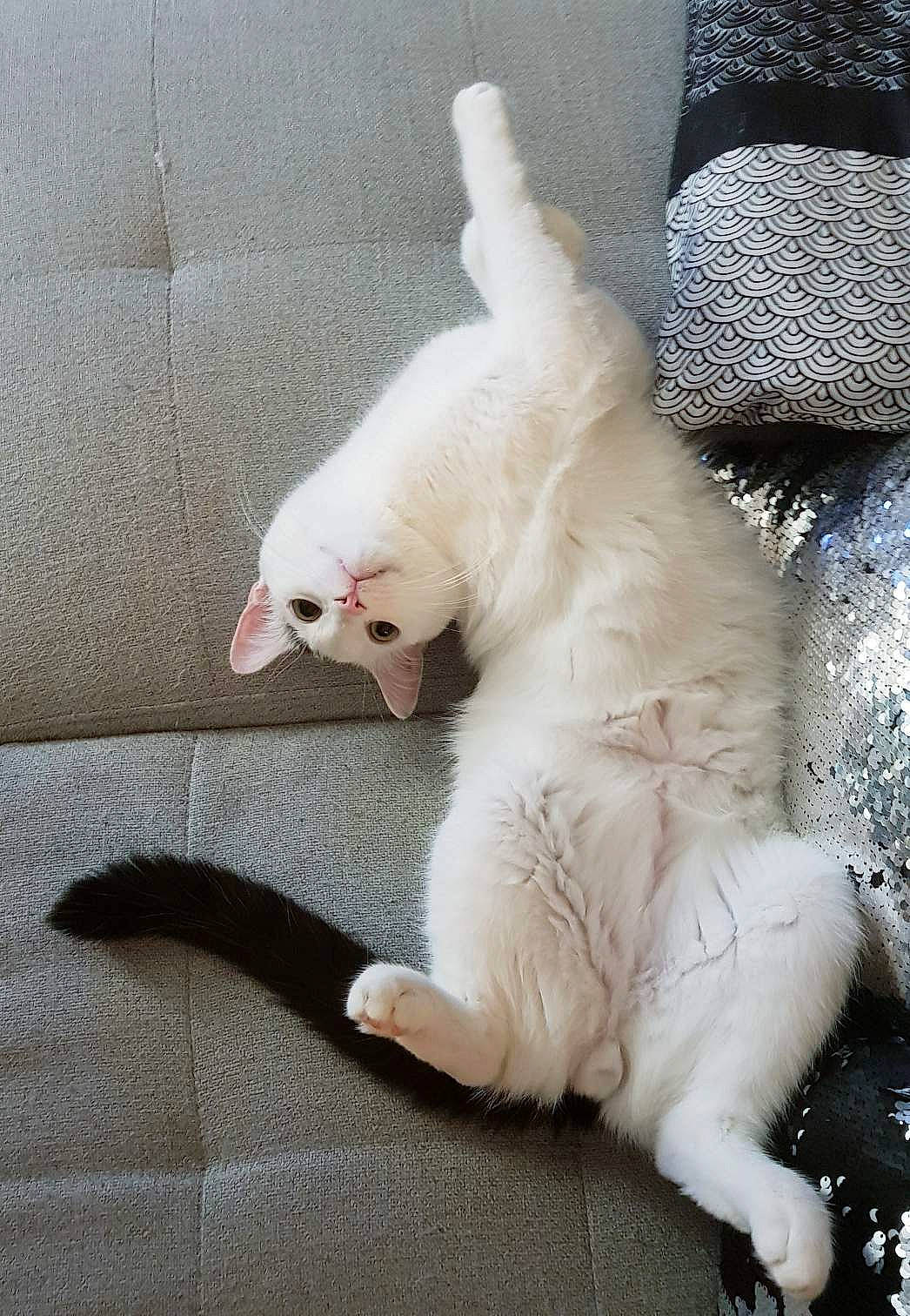 Gora participe au concours pour gagner de l'argent avec cette photo : canidae, carnivore, cat, dog_breed, felidae, khao_manee, mammal, paw, small_to_medium_sized_cats, tail, turkish_angora, whiskers