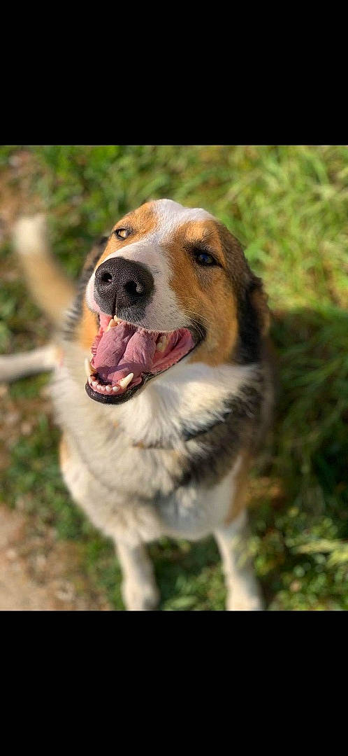 Mako a rejoint le concours — aidez-le/la à gagner de superbes lots ! canidae, carnivore, collar, companion_dog, dog, dog_breed, fang, fawn, fur, grass, plant, shout, snout, sporting_group, terrestrial_animal, tongue, whiskers, wildlife, working_dog, yawn