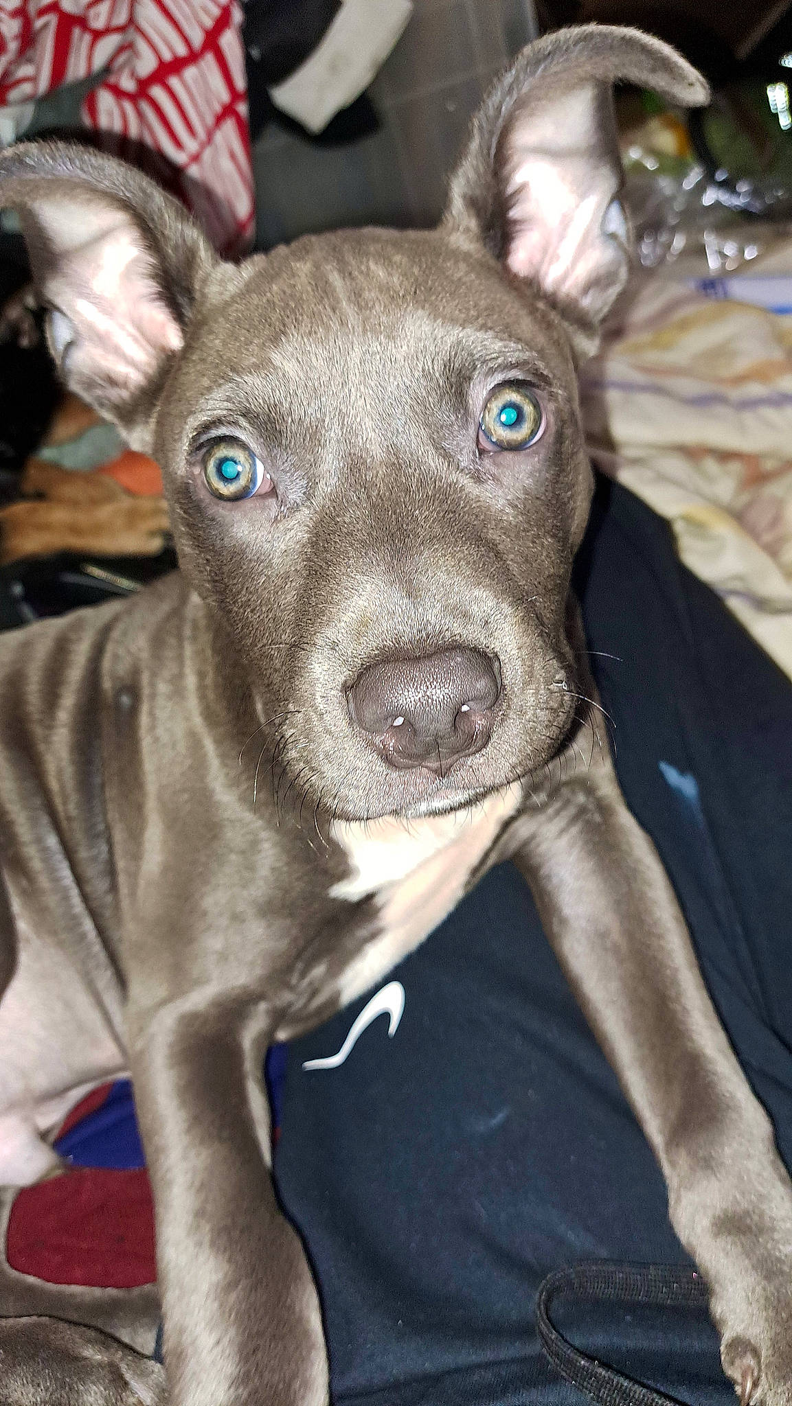 Hugo is registered to the contest to win money with this photo: canidae, carnivore, collar, companion_dog, dog, dog_breed, ear, event, fawn, non_sporting_group, snout, sporting_group, toy_dog, whiskers, working_animal