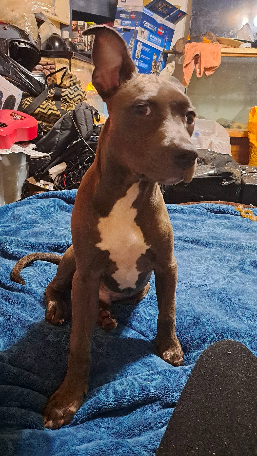 Hugo joined the competition — help win amazing prizes! ancient_dog_breeds, canidae, carnivore, collar, companion_dog, corgi_chihuahua, dog, dog_breed, dog_collar, dog_supply, fawn, mexican_hairless_dog, non_sporting_group, snout, sporting_group, terrestrial_animal, toy_dog, whiskers, working_animal