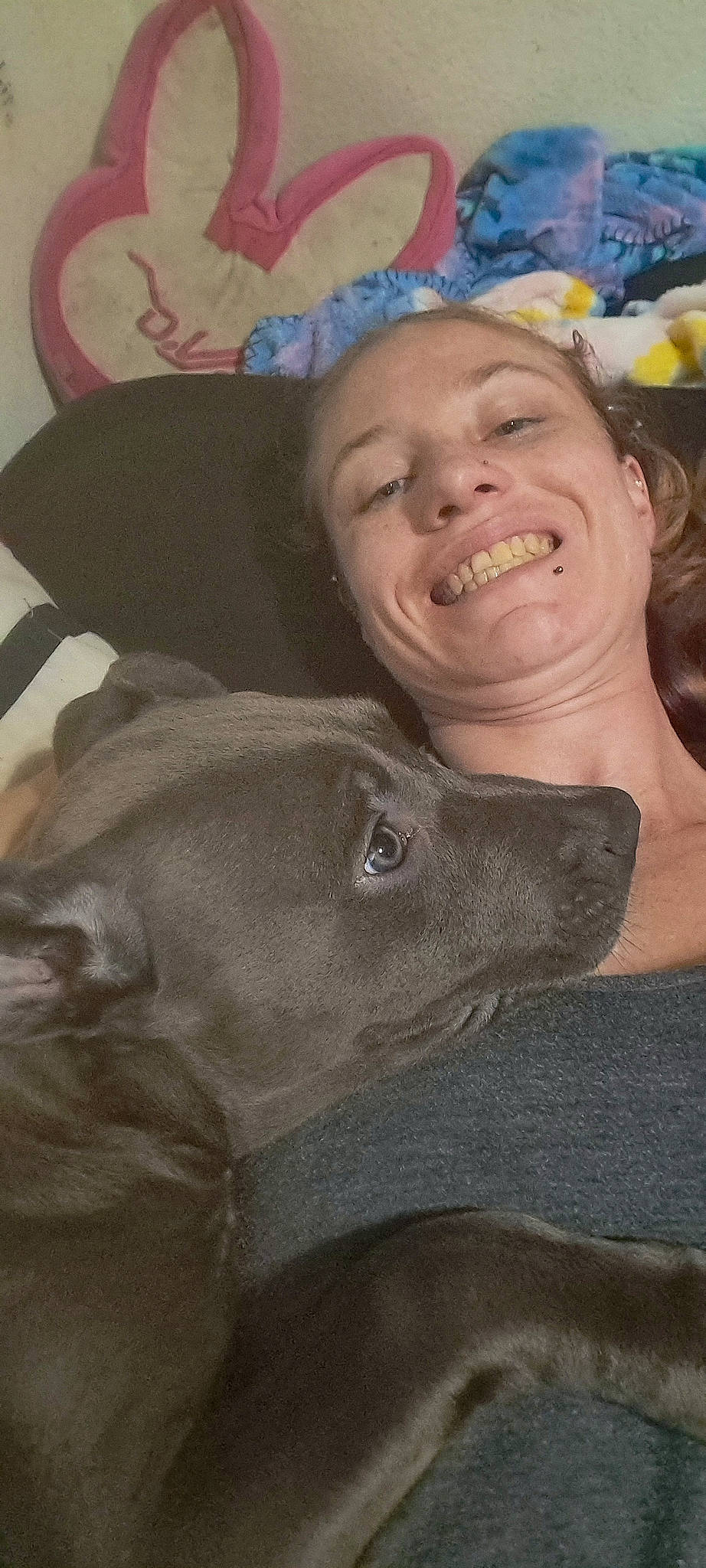 Hugo is registered to the contest to win money with this photo: canidae, carnivore, comfort, dog, dog_breed, fawn, gesture, grey, guard_dog, happy, jaw, laugh, pointing_breed, smile, sporting_group, whiskers, working_animal, wrinkle