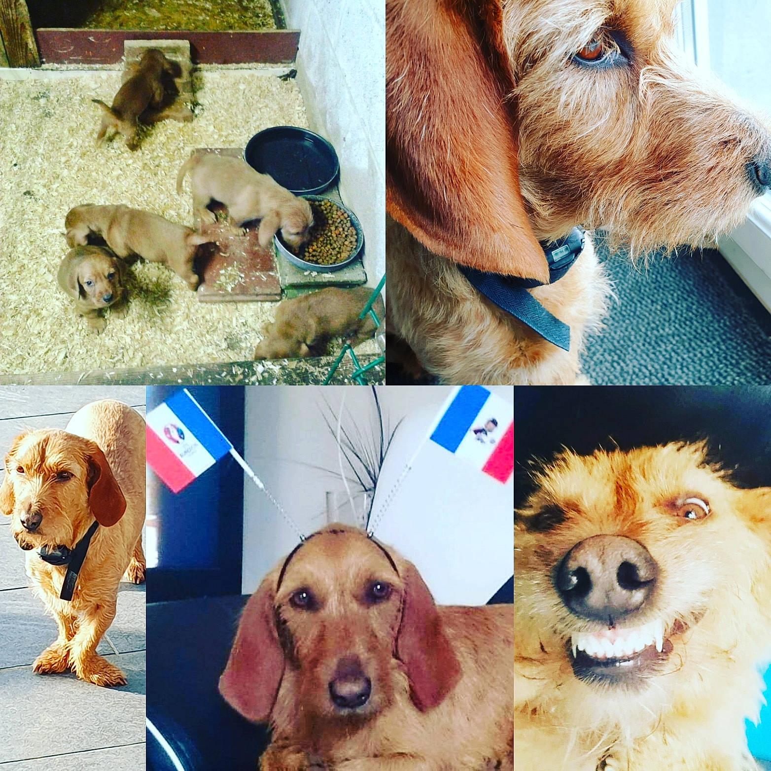 Wifi a rejoint le concours — aidez-le/la à gagner de superbes lots ! ancient_dog_breeds, basset_fauve_de_bretagne, canidae, carnivore, companion_dog, dog, dog_breed, fur, golden_retriever, hound, mammal, puppy, puppy_love, rare_breed_dog, snout, sporting_group, vertebrate