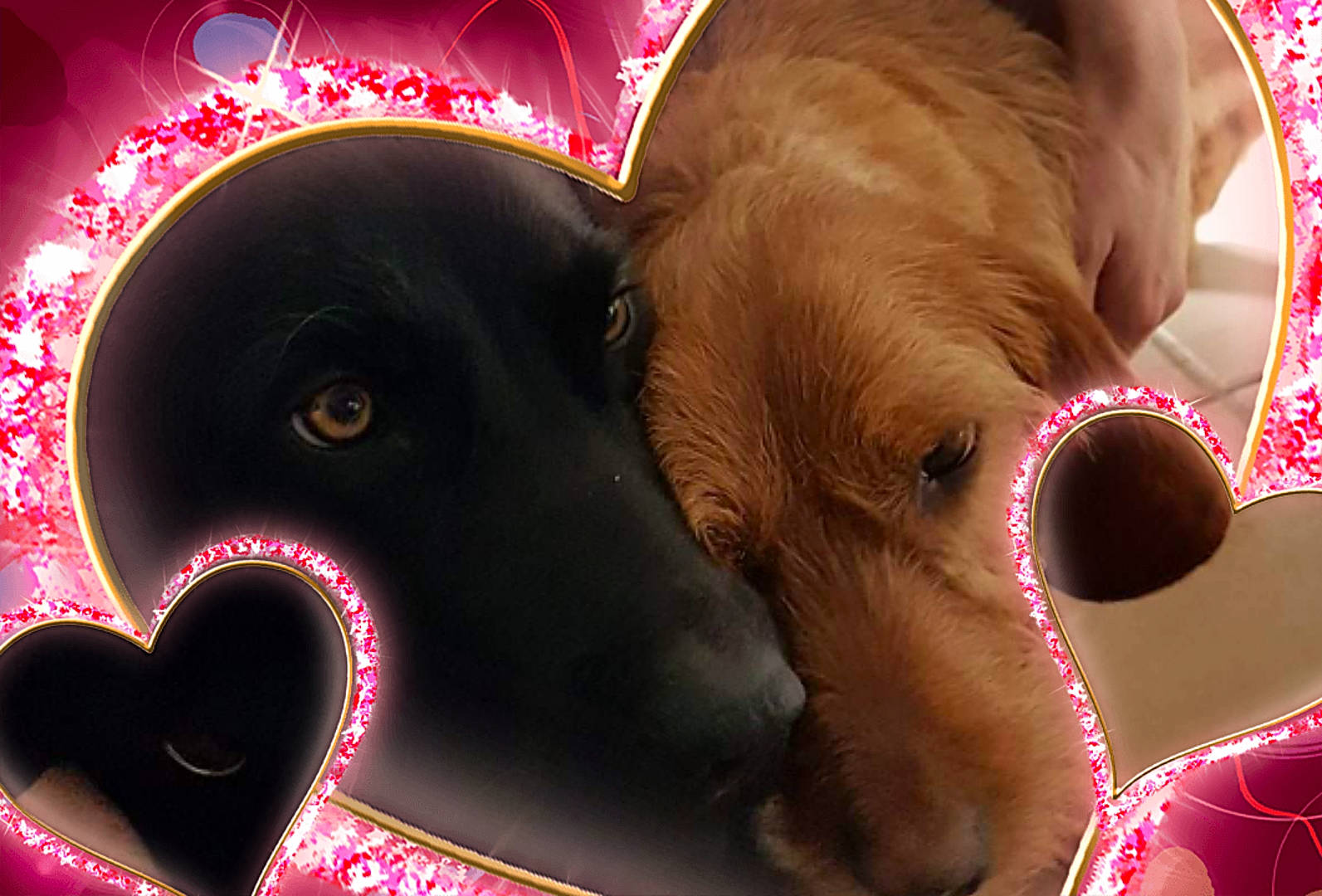 Nala a rejoint le concours — aidez-le/la à gagner de superbes lots ! canidae, carnivore, companion_dog, dog, dog_breed, ear, heart, love, organ, puppy_love, snout, sporting_group