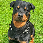 Tank is registered to the contest to win money with this photo: alert, animal, black_coat, canine, chain, collar, companion, dog, friendly, grass, mammal, nature, outdoor, pet, portrait, rottweiler, sitting, summer, sunlight, tan_markings