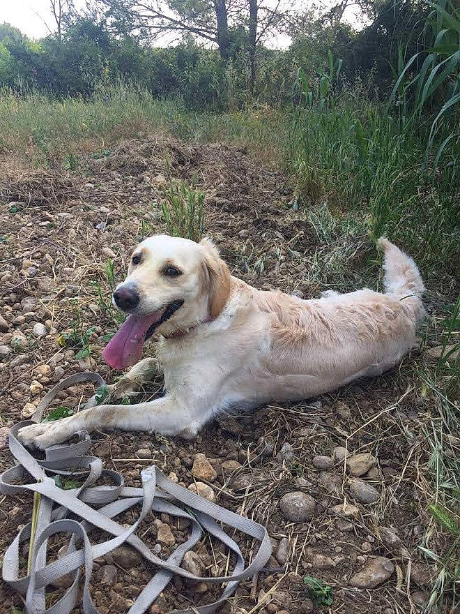 Oxane a rejoint le concours — aidez-le/la à gagner de superbes lots ! canidae, carnivore, companion_dog, dog, dog_breed, fawn, grass, gun_dog, hunting_dog, labrador_retriever, mammal, plant, soil, sporting_group, terrestrial_animal, tree, wildlife, working_animal