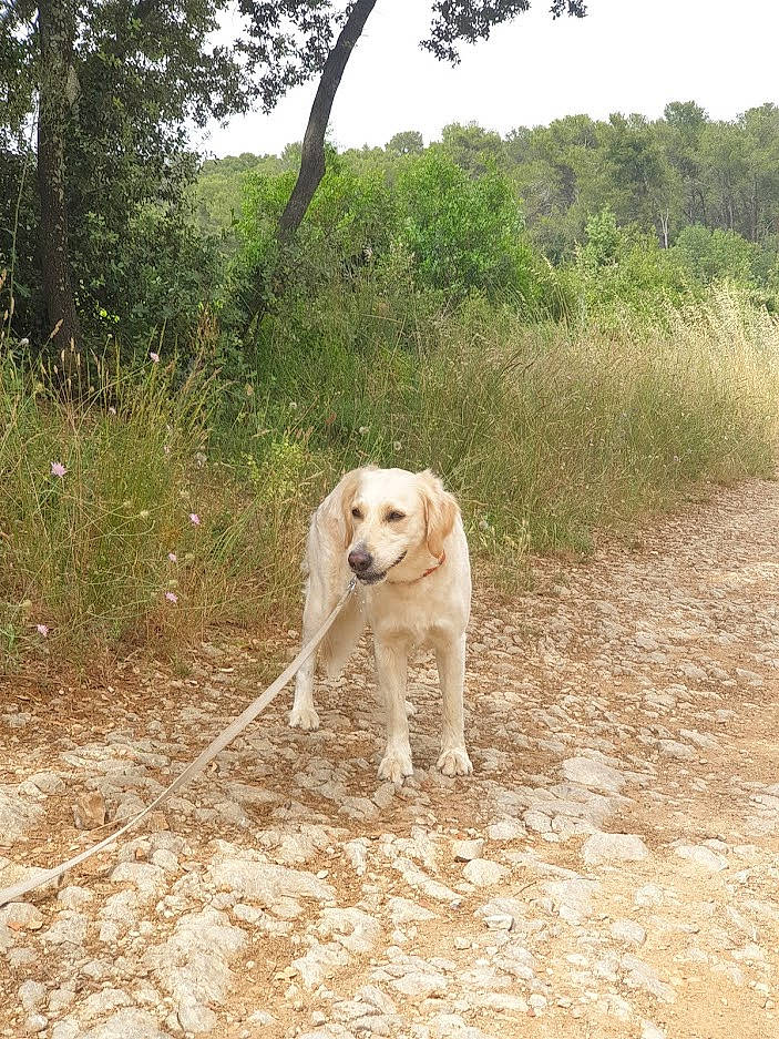 Oxane a rejoint le concours — aidez-le/la à gagner de superbes lots ! adventure, canidae, carnivore, companion_dog, dog, dog_breed, fawn, forest, grass, landscape, pet_supply, plant, sky, snout, soil, sporting_group, tail, trail, tree, working_animal
