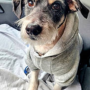 Lucky participe au concours pour gagner de l'argent avec cette photo : animal, blanket, canine, car, closeup, clothing, cute, dog, ears, eyes, face, fur, hoodie, indoor, nose, pet, portrait, seat, sitting, whiskers