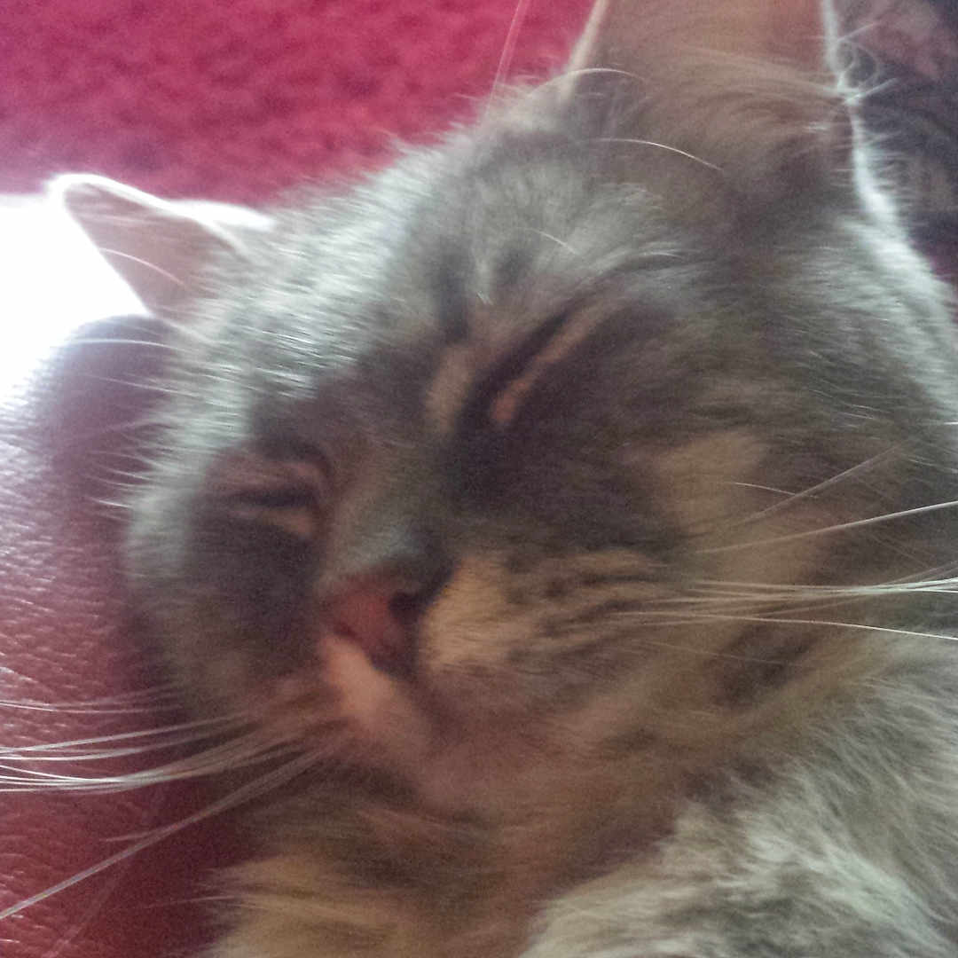 Furby joined the competition — help win amazing prizes! asian, british_longhair, british_semi_longhair, carnivore, cat, domestic_long_haired_cat, ear, fawn, felidae, fur, kitten, mammal, nap, sky, small_to_medium_sized_cats, snout, whiskers