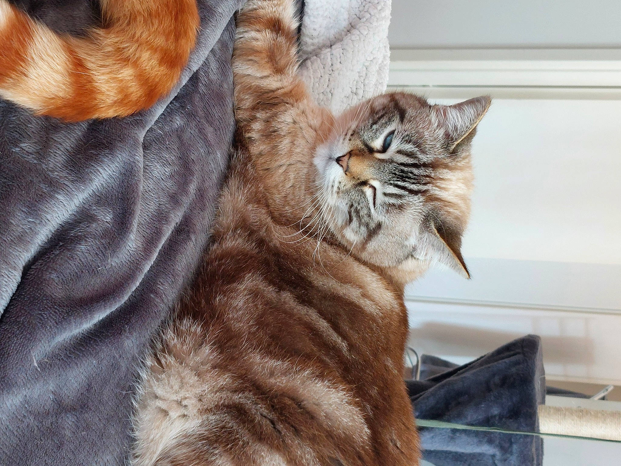 Citrouille participe au concours pour gagner de l'argent avec cette photo : carnivore, cat, claw, comfort, domestic_short_haired_cat, ear, fawn, felidae, fur, mammal, paw, sitting, small_to_medium_sized_cats, snout, tail, textile, vertebrate, whiskers, window, wood