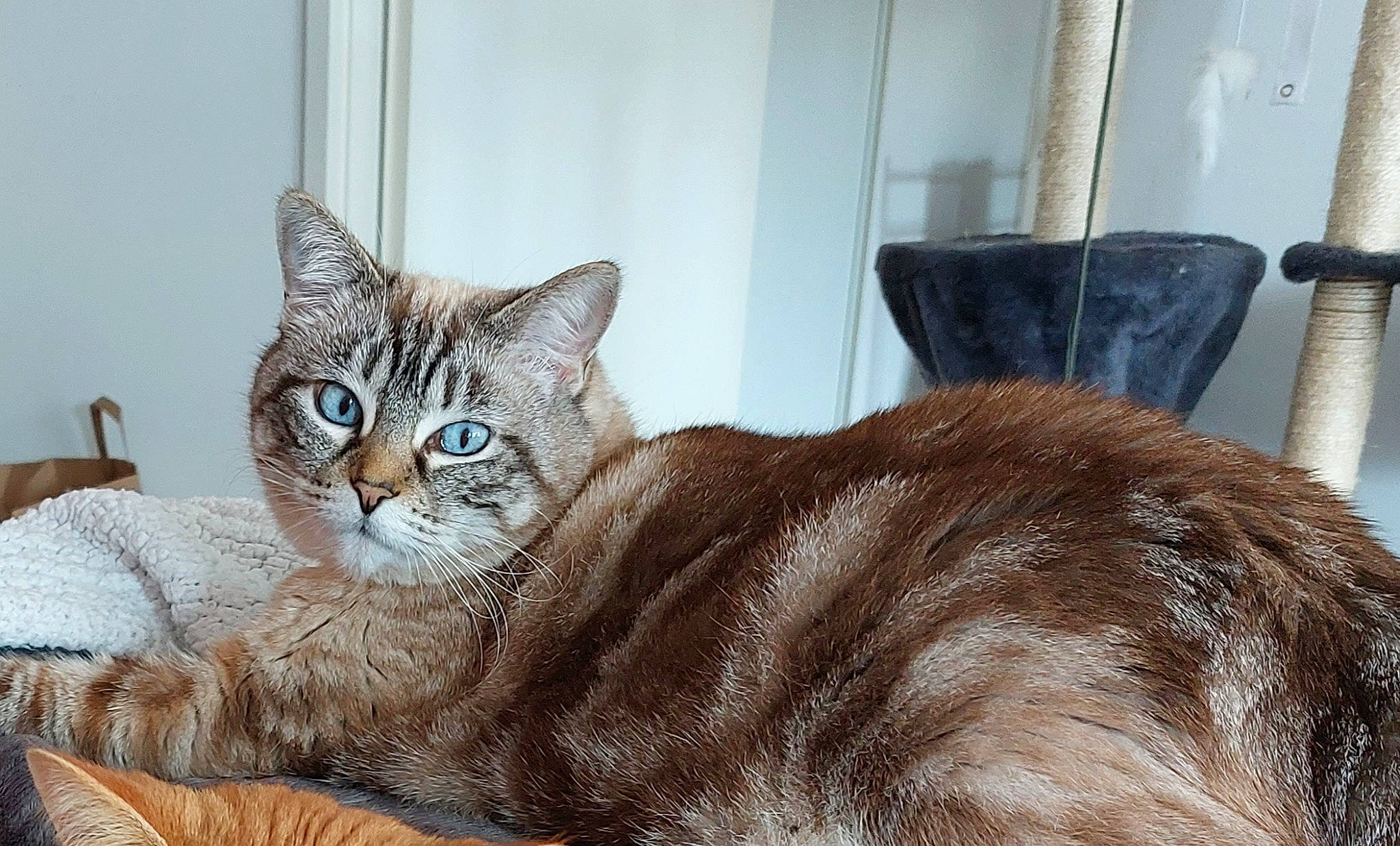 Citrouille a rejoint le concours — aidez-le/la à gagner de superbes lots ! carnivore, cat, cat_supply, claw, comfort, domestic_short_haired_cat, eye, fawn, felidae, fur, paw, pet_supply, sitting, small_to_medium_sized_cats, snout, tail, terrestrial_animal, whiskers, window