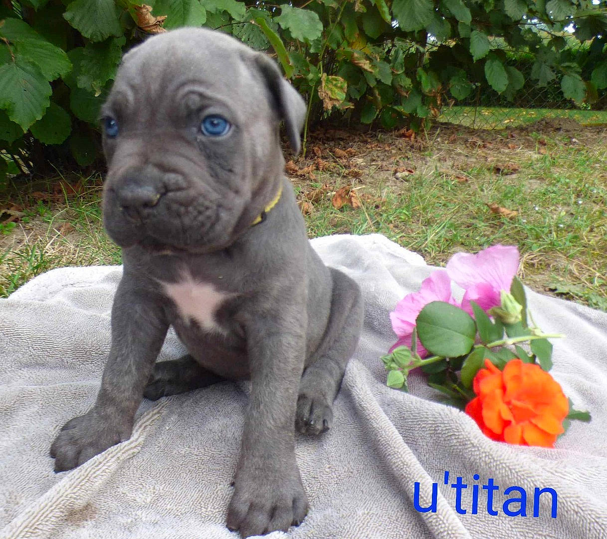 Titan participe au concours pour gagner de l'argent avec cette photo : annual_plant, canidae, carnivore, companion_dog, dog, dog_breed, dog_collar, fawn, flower, grass, groundcover, liver, petal, plant, snout, sporting_group, terrestrial_animal, toy_dog, working_animal, wrinkle