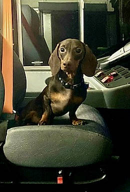 Mr.pibb joined the competition — help win amazing prizes! automotive_design, automotive_exterior, automotive_lighting, automotive_mirror, carnivore, comfort, companion_dog, dog, dog_breed, fawn, head_restraint, liver, metal, motor_vehicle, personal_luxury_car, tints_and_shades, vehicle, vehicle_door, windshield, working_animal