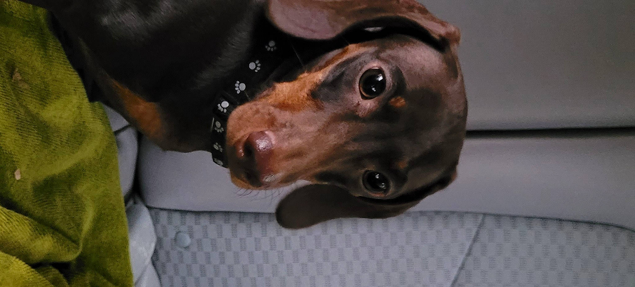 Mr.pibb is registered to the contest to win money with this photo: canidae, carnivore, collar, companion_dog, dog, dog_breed, dog_collar, ear, fawn, fur, guard_dog, jaw, liver, non_sporting_group, personal_protective_equipment, pet_supply, snout, sporting_group, whiskers, working_animal