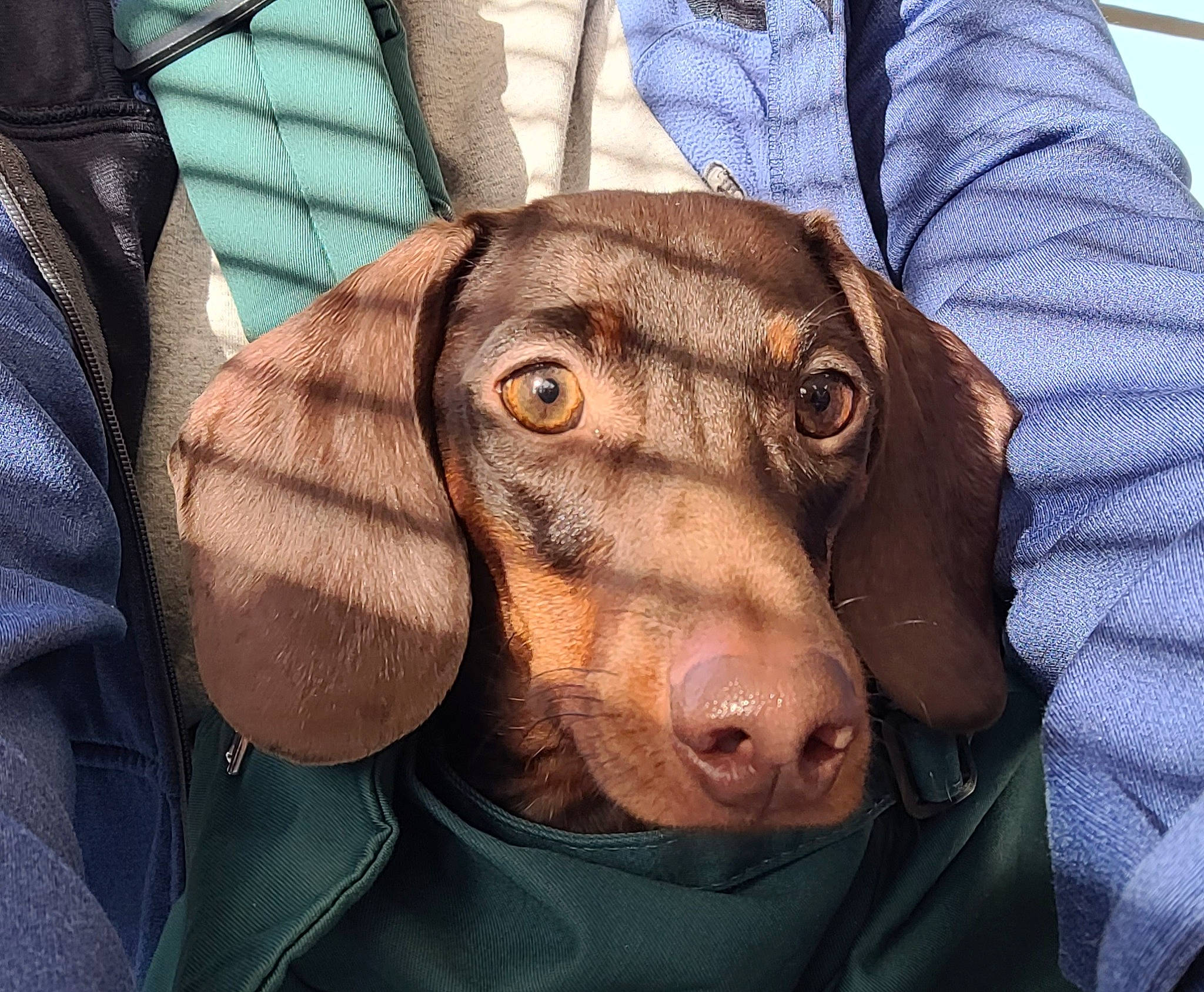 Mr. Pibb Potter joined the competition — help win amazing prizes! canidae, carnivore, comfort, companion_dog, dog, dog_breed, ear, eye, fawn, fur, head, liver, scent_hound, selfie, sleeve, snout, spaniel, sporting_group, whiskers, working_animal