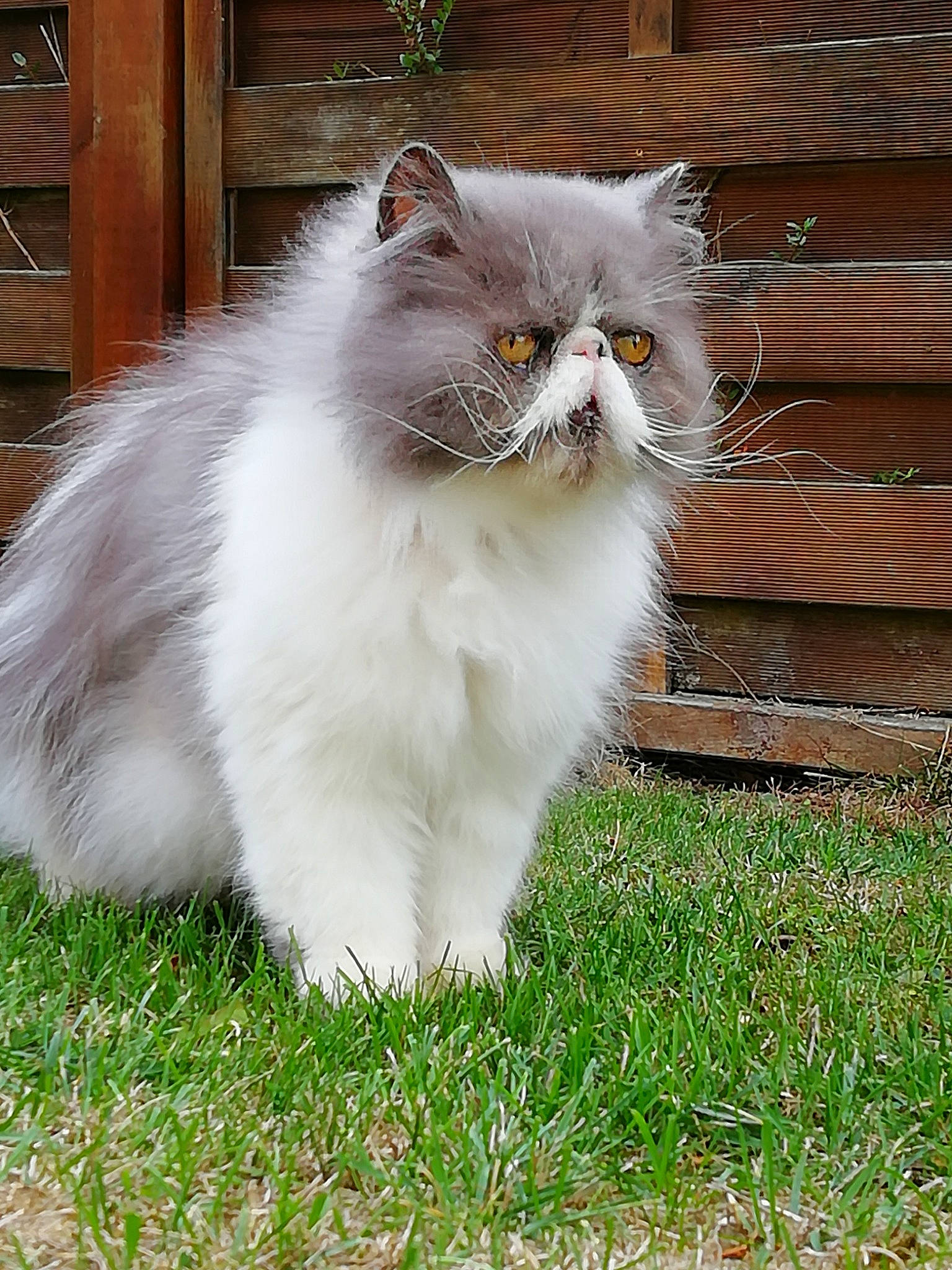 Juno a rejoint le concours — aidez-le/la à gagner de superbes lots ! cabinetry, carnivore, cat, chest_of_drawers, composite_material, door, felidae, fur, grass, groundcover, herbaceous_plant, plant, small_to_medium_sized_cats, snout, tail, terrestrial_animal, whiskers, wood