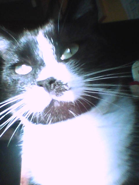 Juno participe au concours pour gagner de l'argent avec cette photo : black, black_and_white, carnivore, cat, close_up, ear, eye, felidae, fur, kitten, light, nose, organ, photography, polydactyl_cat, small_to_medium_sized_cats, snout, whiskers