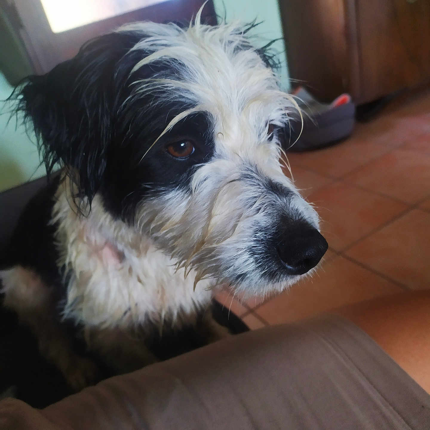 Rio a rejoint le concours — aidez-le/la à gagner de superbes lots ! animal, black_and_white, brown_eyes, close_up, dog, ears, expression, floor, fur, house, indoor, light, looking_away, pet, portrait, room, side_view, snout, wet, window