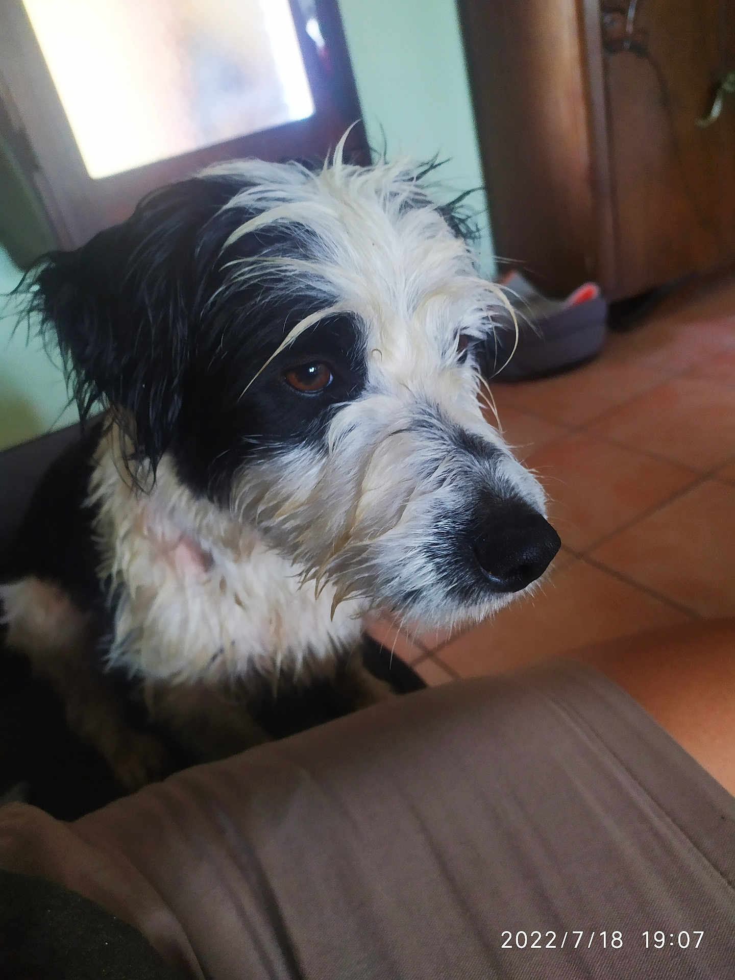 Rio a rejoint le concours — aidez-le/la à gagner de superbes lots ! dog, wet, black_and_white, indoor, close_up, looking_away, floor, window, light, fur, pet, animal, side_view, snout, ears, brown_eyes, expression, house, room, portrait