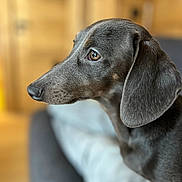 Alba a rejoint le concours — aidez-le/la à gagner de superbes lots ! dog, dachshund, pet, animal, close_up, portrait, black_fur, side_view, indoor, couch, wooden_background, canine, fur, ears, snout, looking_away, domestic_animal, companion, focus, soft_background