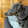 dog, dachshund, pet, animal, close_up, portrait, black_fur, side_view, indoor, couch, wooden_background, canine, fur, ears, snout, looking_away, domestic_animal, companion, focus, soft_background