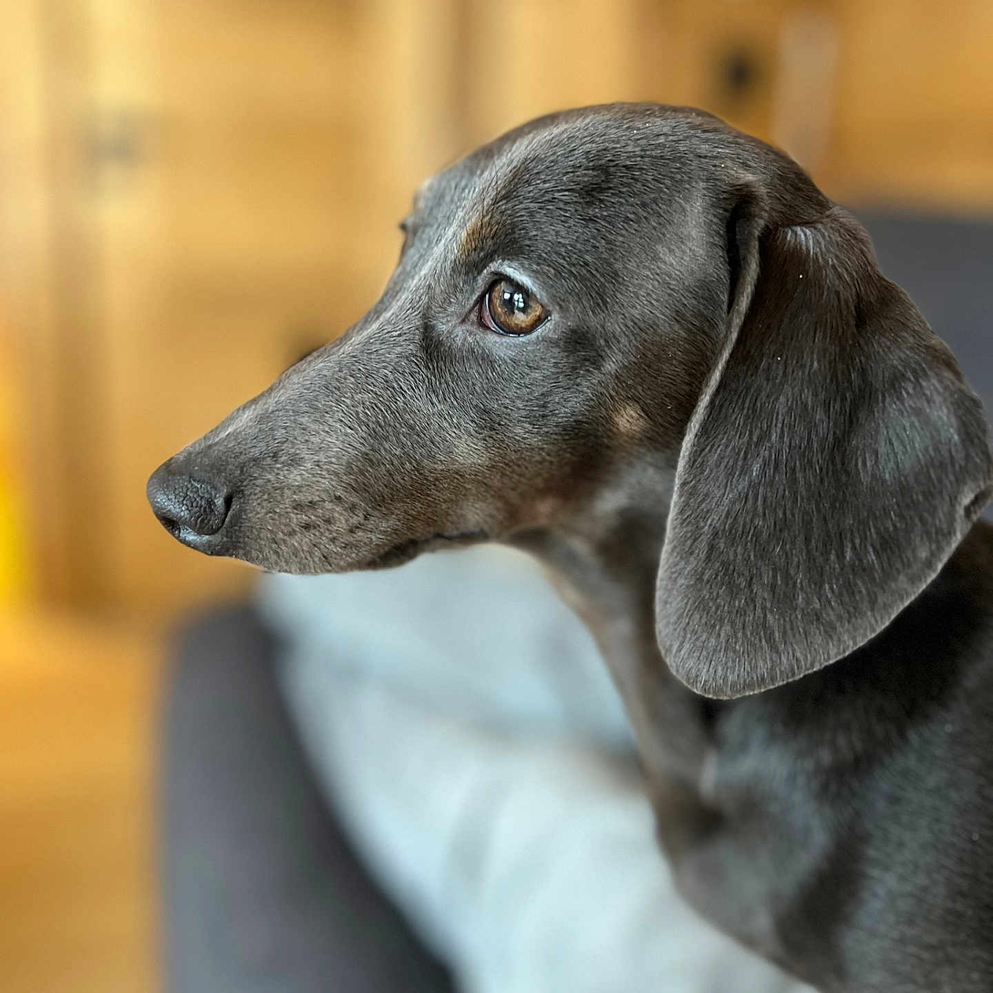 Alba a rejoint le concours — aidez-le/la à gagner de superbes lots ! dog, dachshund, pet, animal, close_up, portrait, black_fur, side_view, indoor, couch, wooden_background, canine, fur, ears, snout, looking_away, domestic_animal, companion, focus, soft_background