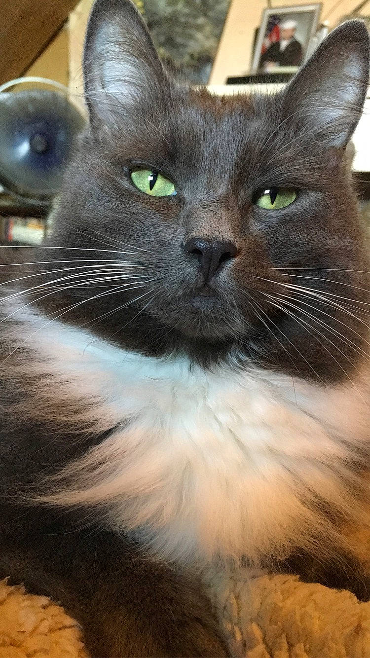 Kat joined the competition — help win amazing prizes! black_cat, carnivore, cat, domestic_short_haired_cat, eye, felidae, fur, iris, small_to_medium_sized_cats, snout, terrestrial_animal, whiskers, window