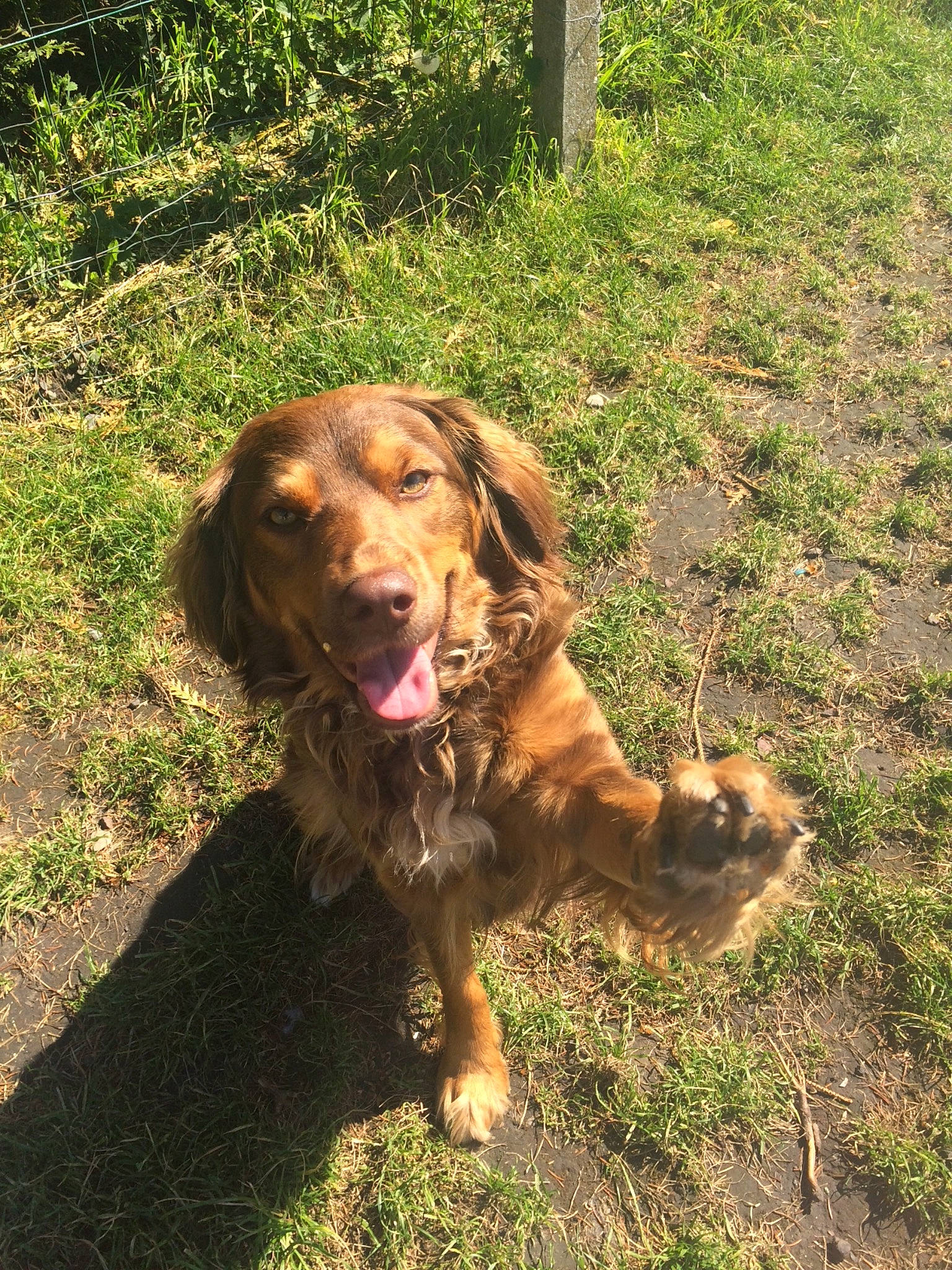 Olly a rejoint le concours — aidez-le/la à gagner de superbes lots ! blue_picardy_spaniel, boykin_spaniel, canidae, carnivore, cocker_spaniel, dog, dog_breed, english_cocker_spaniel, german_longhaired_pointer, german_spaniel, hunting_dog, liver, mammal, picardy_spaniel, rare_breed_dog, retriever, spaniel, sporting_group, sussex_spaniel, vertebrate