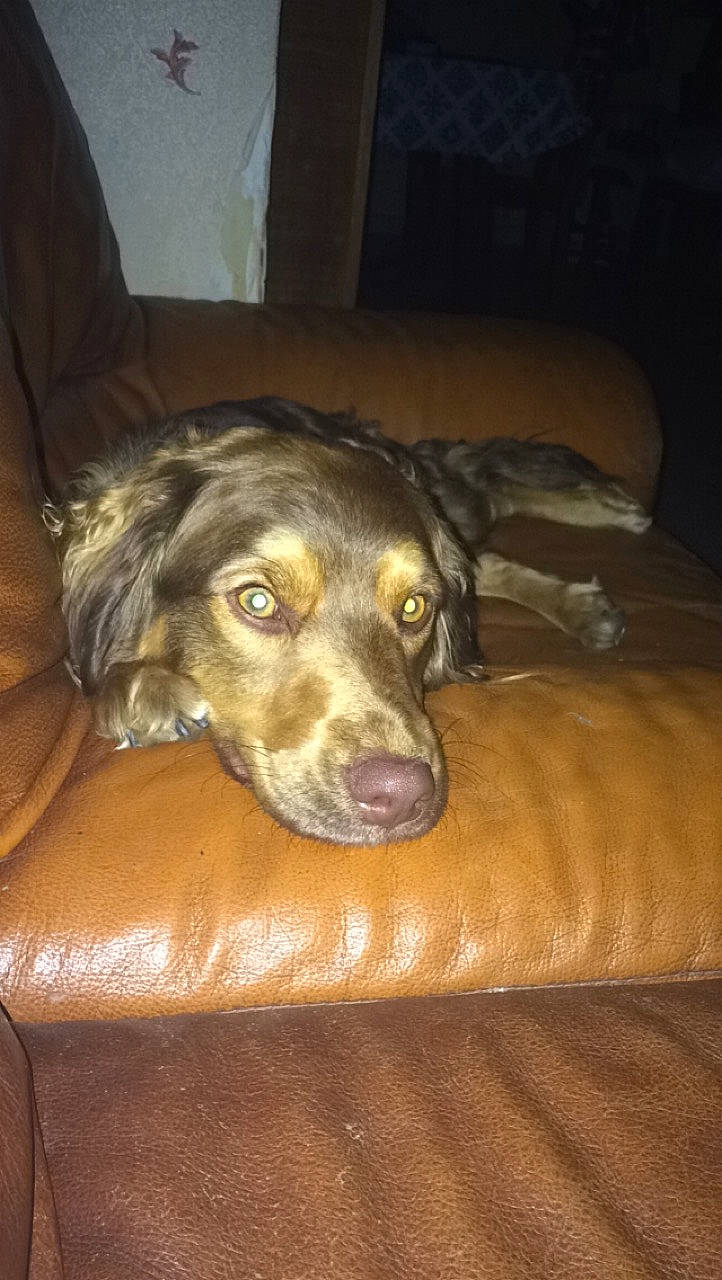 Olly participe au concours pour gagner de l'argent avec cette photo : beagador, canidae, carnivore, dog, dog_breed, labrador_retriever, snout, sporting_group, weimaraner