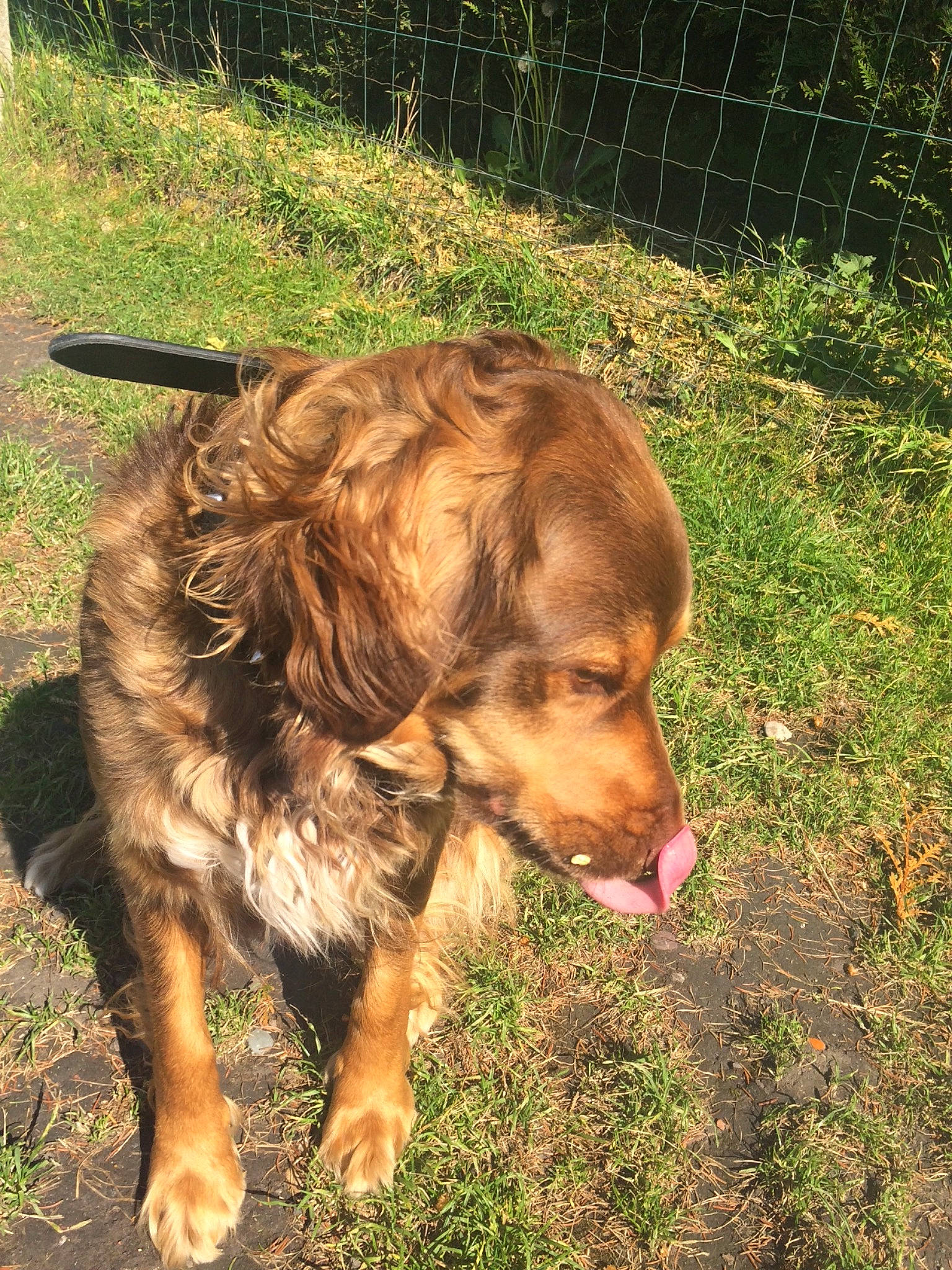 Olly a rejoint le concours — aidez-le/la à gagner de superbes lots ! bosnian_coarse_haired_hound, canidae, carnivore, companion_dog, dog, dog_breed, german_longhaired_pointer, german_spaniel, golden_retriever, hunting_dog, liver, mammal, nova_scotia_duck_tolling_retriever, picardy_spaniel, retriever, spaniel, sporting_group, sussex_spaniel, vertebrate