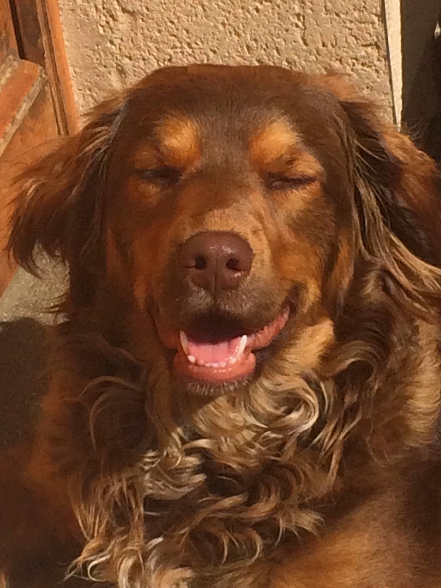 Olly participe au concours pour gagner de l'argent avec cette photo : boykin_spaniel, canidae, carnivore, companion_dog, dog, dog_breed, flat_coated_retriever, golden_retriever, hovawart, mammal, nose, nova_scotia_duck_tolling_retriever, retriever, setter, snout, spaniel, sporting_group, sussex_spaniel, vertebrate, whiskers