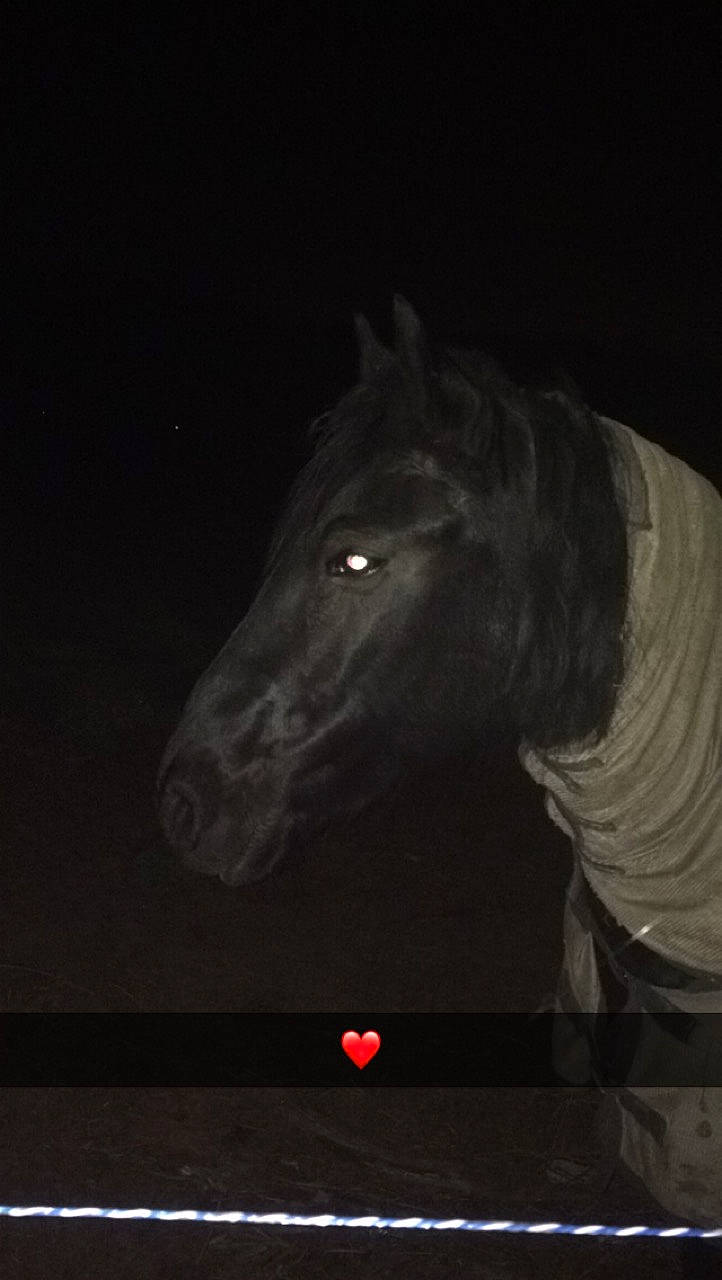 Nana participe au concours pour gagner de l'argent avec cette photo : canidae, darkness, horse, night, snout