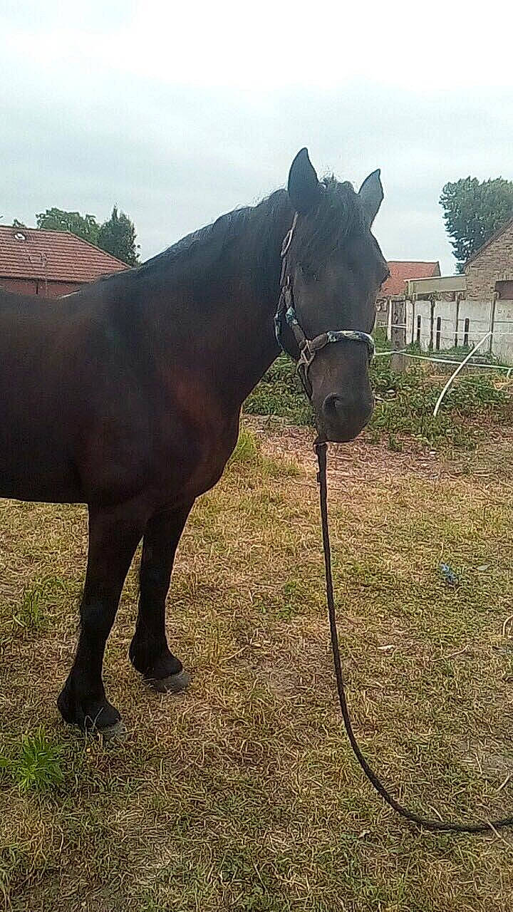 Nana participe au concours pour gagner de l'argent avec cette photo : bridle, horse, horse_tack, livestock, mammal, mane, mare, pack_animal, pony, sky, snout, stallion