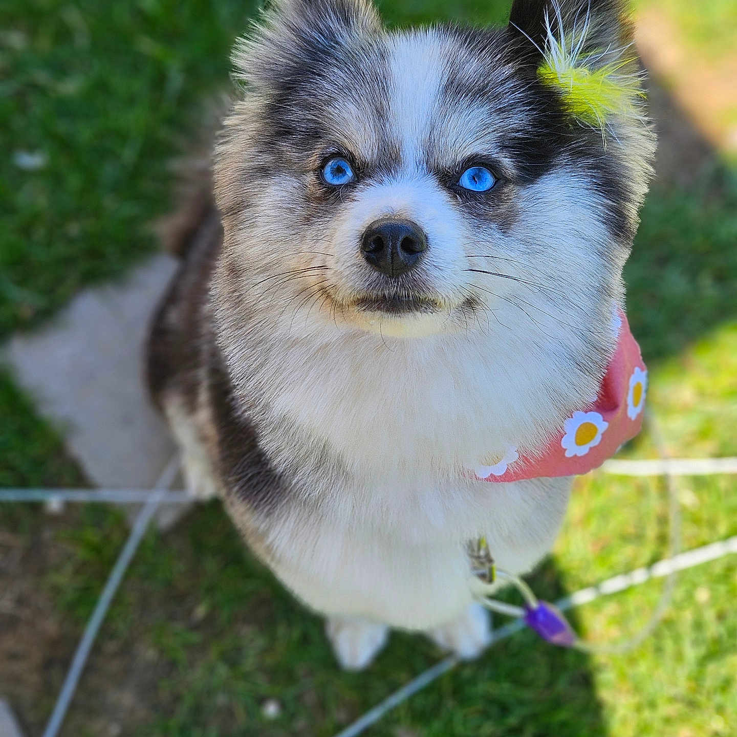 Oaklie Mae