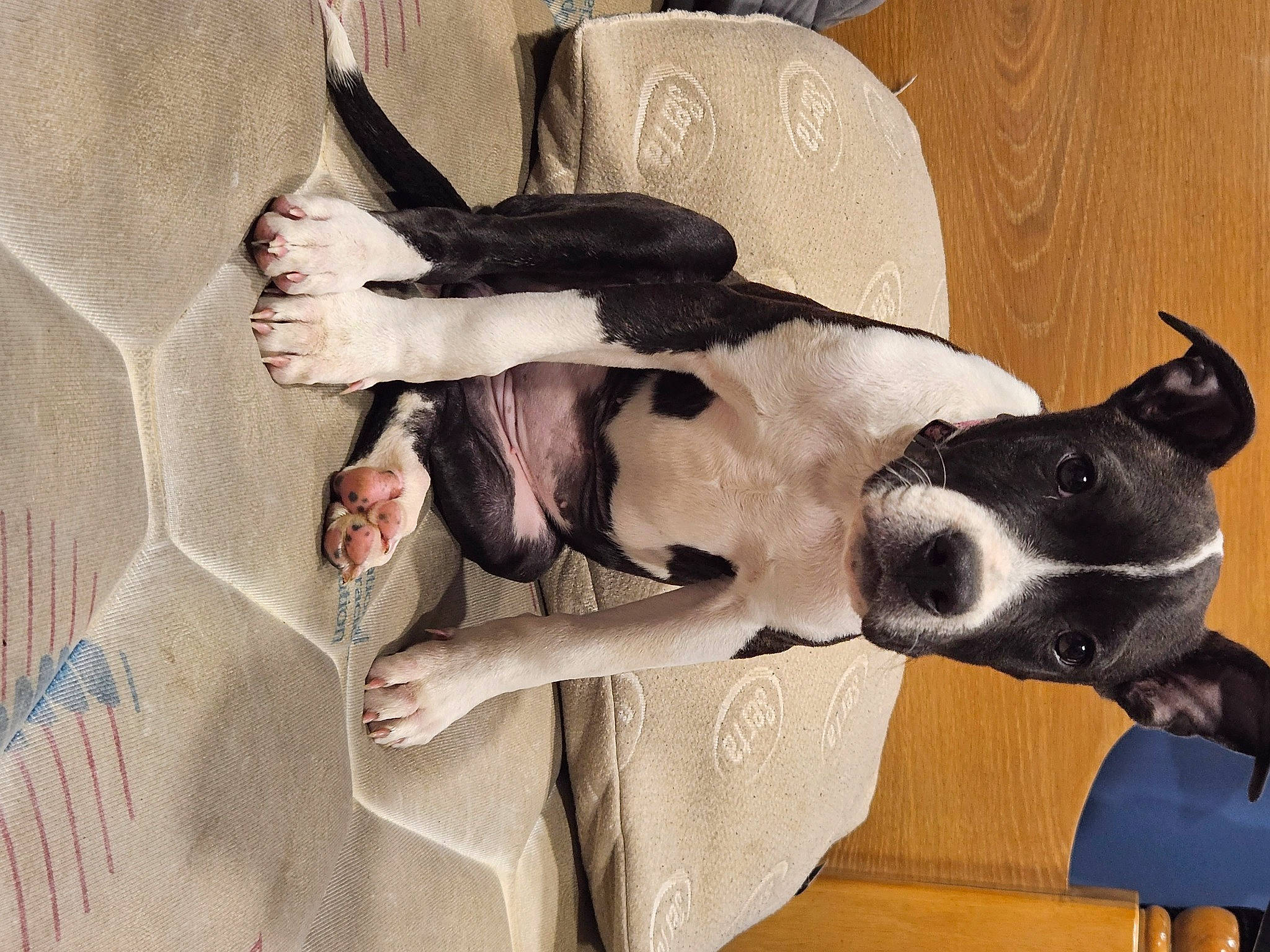 Sage Reece is registered to the contest to win money with this photo: art, canidae, carnivore, collar, comfort, companion_dog, dog, dog_breed, dog_collar, dog_supply, ear, fawn, fur, non_sporting_group, pet_supply, snout, sporting_group, tail, whiskers, working_animal