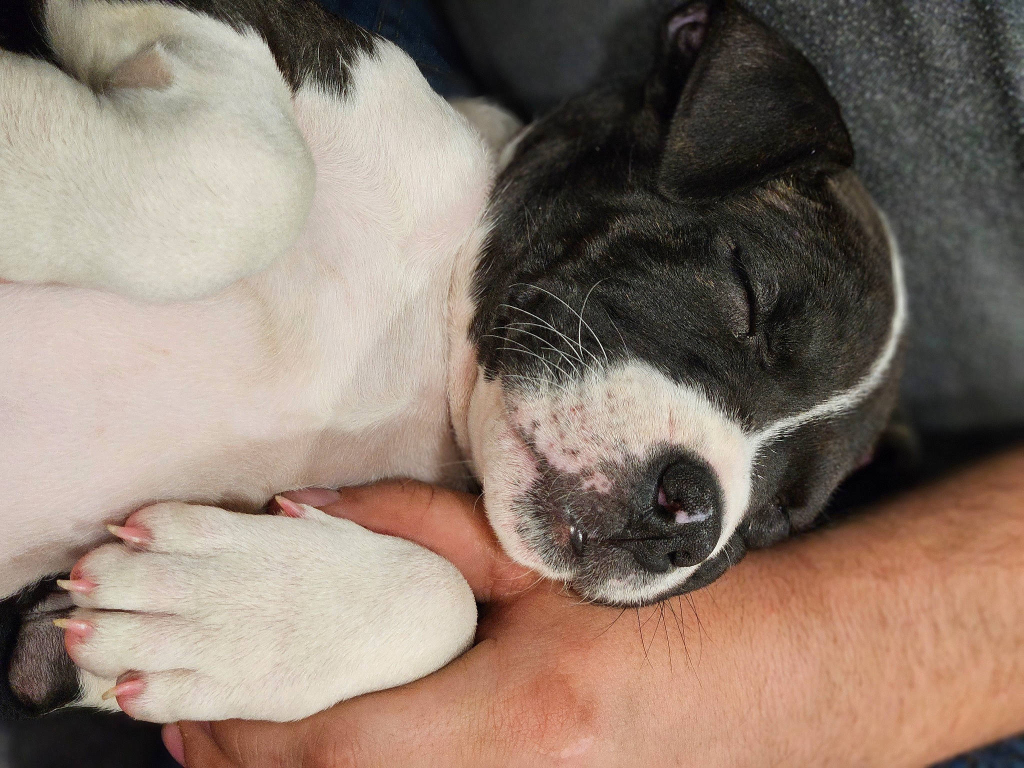 Sage Reece is registered to the contest to win money with this photo: bored, carnivore, comfort, companion_dog, dog, dog_breed, finger, foot, fur, human_leg, nail, nap, non_sporting_group, paw, snout, sporting_group, terrestrial_animal, whiskers, working_animal