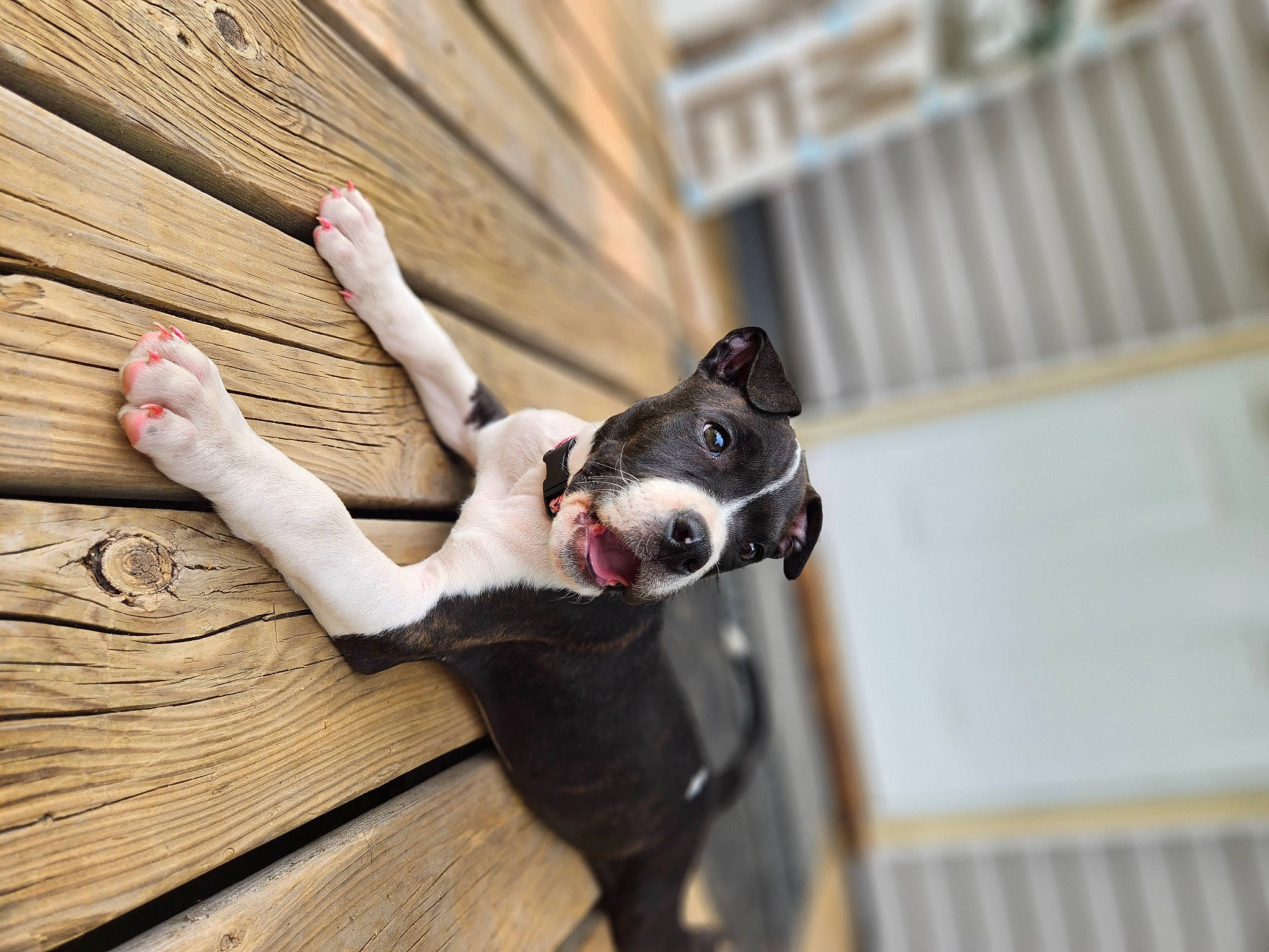 Sage Reece is registered to the contest to win money with this photo: canidae, carnivore, collar, companion_dog, dog, dog_breed, dog_collar, dog_supply, door, fawn, flooring, goggles, happy, hardwood, pet_supply, snout, sporting_group, sunglasses, window, wood