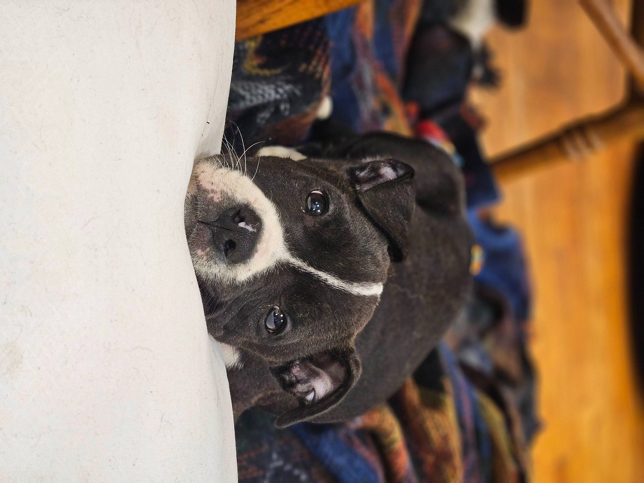 Sage Reece joined the competition — help win amazing prizes! auto_part, automotive_tire, automotive_wheel_system, bicycle_chain, bicycle_tire, canidae, carnivore, collar, companion_dog, dog, dog_breed, dog_collar, electric_blue, fur, rim, snout, sporting_group, whiskers, wood, working_animal